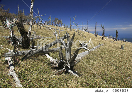 立ち枯れのトウヒとイトザサの原 6603633
