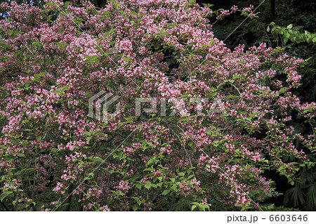 タニウツギ 6603646