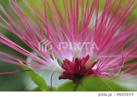 カリアンドラ、エマルギナタの花のアップ 6603654