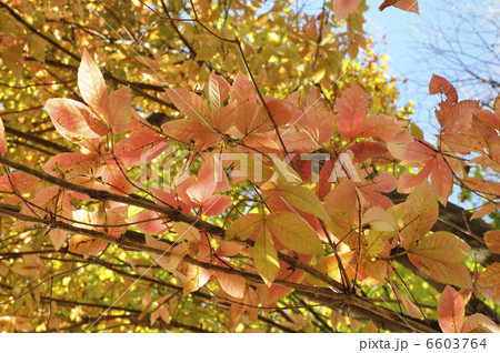 紅葉 6603764