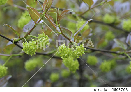 サルトリイバラの花 6603768