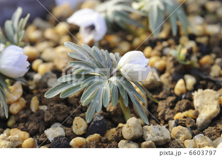 セツブンソウの花 6603797