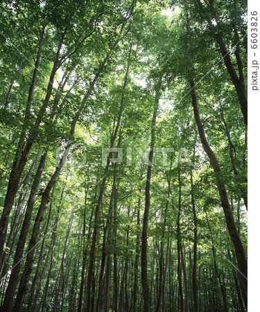 新緑のブナ林 美人林 新緑のブナ林 美人林 6603826