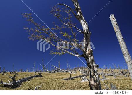 立ち枯れのトウヒとイトザサの原 6603832