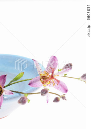 白バックにホトトギスの花のアレンジ 6603852