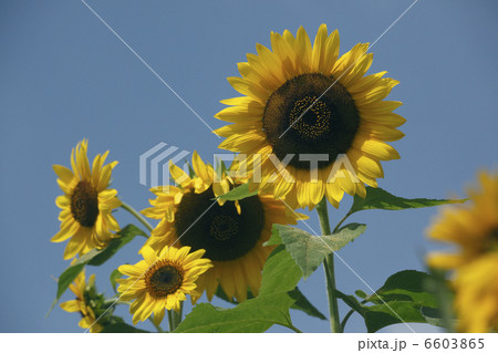 ひまわり 6603865