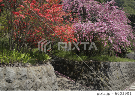 ツツジとハナモモ 6603901