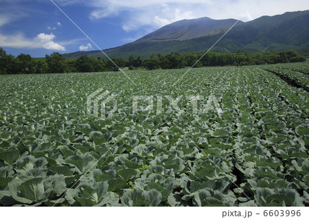高原キャベツ畑と浅間山 6603996