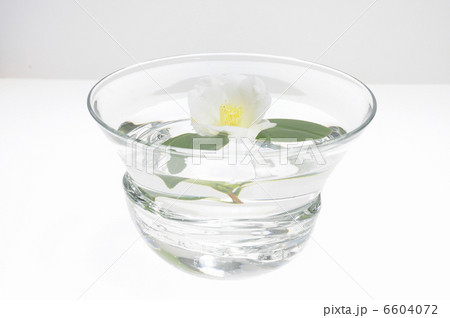 水鉢に入れた白色の椿の花 6604072