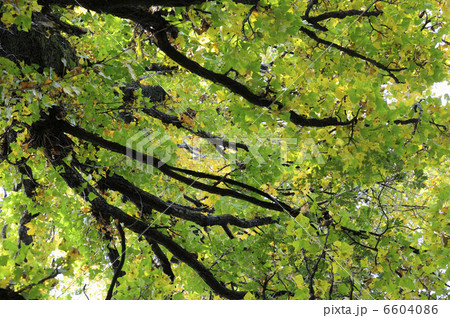 紅葉 6604086