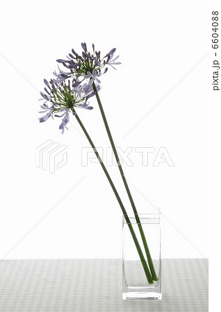 フラワーアレンジメント、アガパンサス 6604088