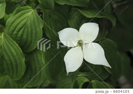 やまぼうし 6604105