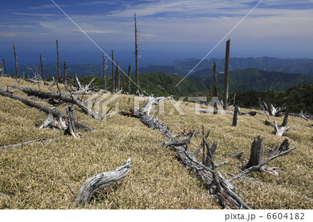 立ち枯れのトウヒとイトザサの原 6604182