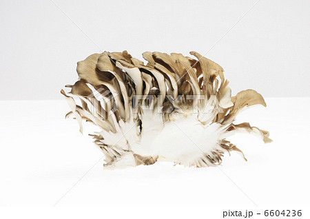 白バックにマイタケ 白バックにマイタケ 6604236