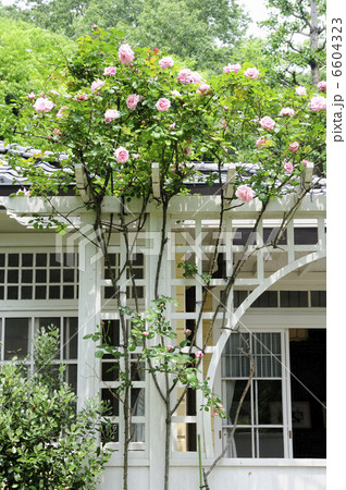 洋館とテラスとバラ 洋館とテラスとバラ 6604323