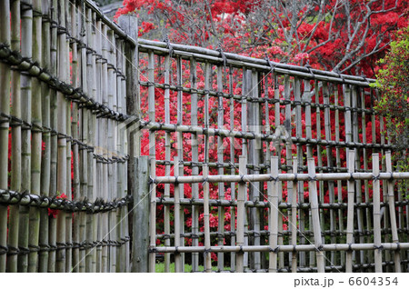 竹塀と花 竹塀と花 6604354