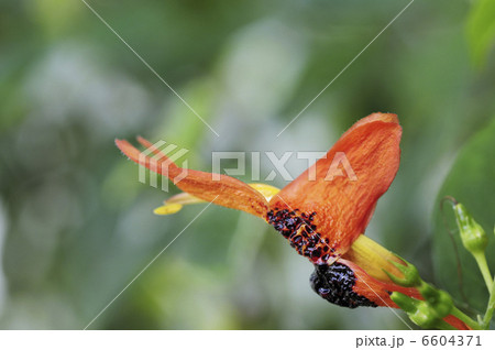 ルッテヤ　フルティコーサの花 6604371