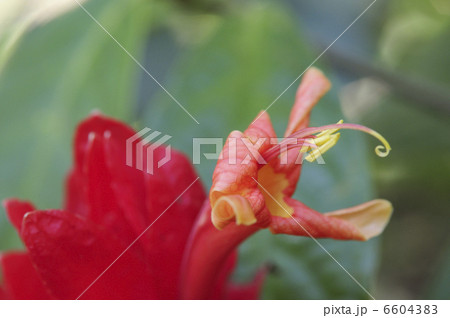ルエリア コロラータの花 ルエリア コロラータの花 6604383