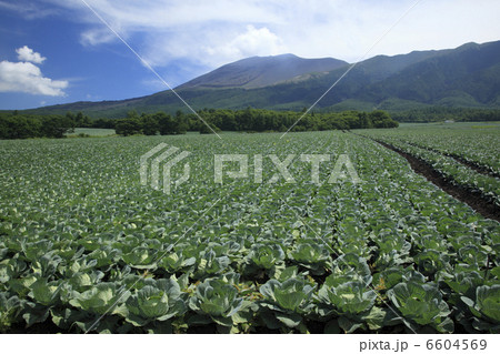 高原キャベツ畑と浅間山 6604569