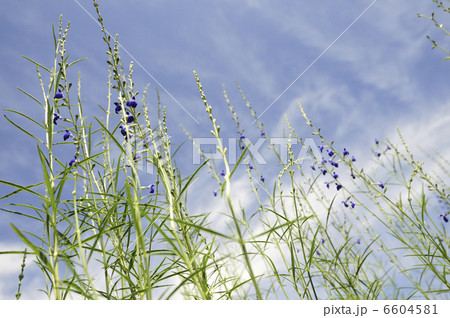 青空とサルビアの花 青空とサルビアの花 6604581
