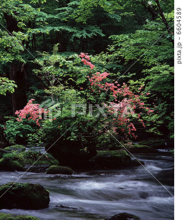 ツツジ咲く奥入瀬 ツツジ咲く奥入瀬 6604589