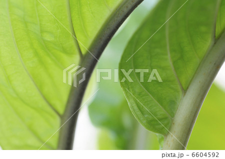 葉 6604592