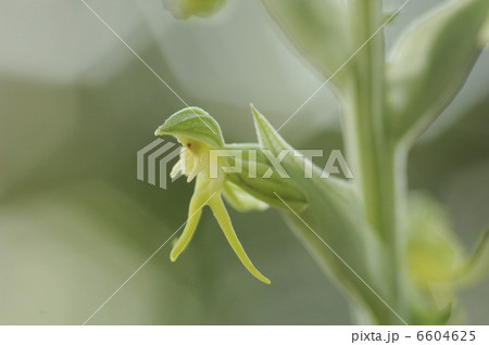 Habenava cf.cruciataの花 6604625