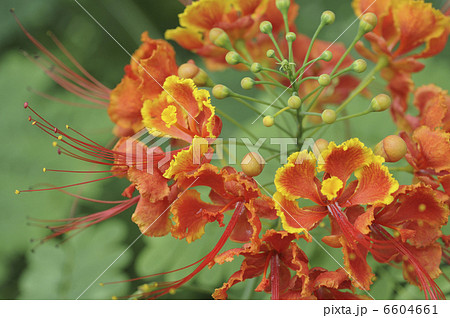 オオゴチョウの花 オオゴチョウの花 6604661