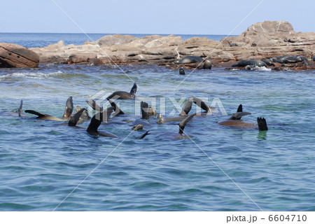 カルフォルニアシーライオン カルフォルニアシーライオン 6604710