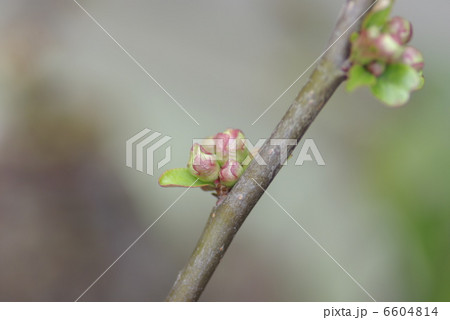 早春の冷え込みの中わずかにほころぶ紅梅の花 6604814