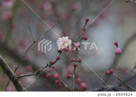 早春の冷え込みの中わずかにほころぶ紅梅の花 早春の冷え込みの中わずかにほころぶ紅梅の花 6604824