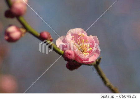 早春の冷え込みの中わずかにほころぶ紅梅の花 早春の冷え込みの中わずかにほころぶ紅梅の花 6604825