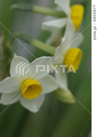 早春の日本スイセンの花 早春の日本スイセンの花 6604877