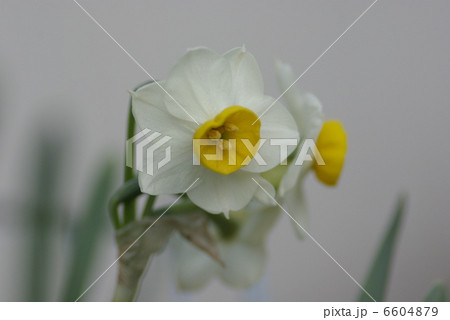 早春の日本スイセンの花 6604879