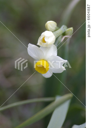 早春の日本スイセンの花 早春の日本スイセンの花 6604887