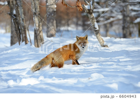 キタキツネ 6604943
