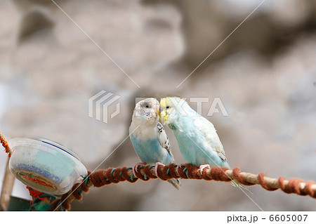 仲良しセキセイインコ 6605007
