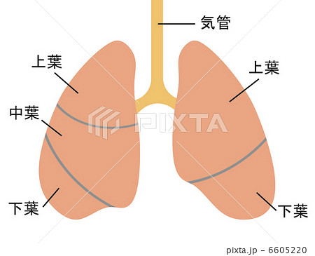 肺の仕組みのイラスト素材