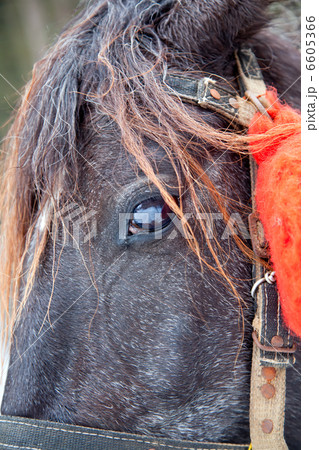 Horse head with eye Horse head with eye 6605366