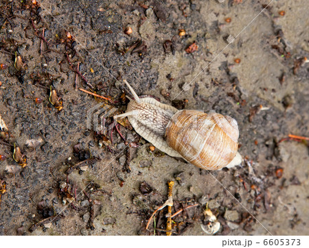 Snail crawling 6605373