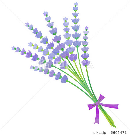 Lavender Stock Illustration