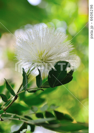 ハエマトケファラ・アルビフロラ ハエマトケファラ・アルビフロラ 6606296