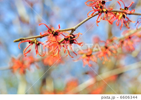 マンサク 6606344