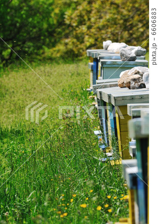 bee home at meadow 6606883