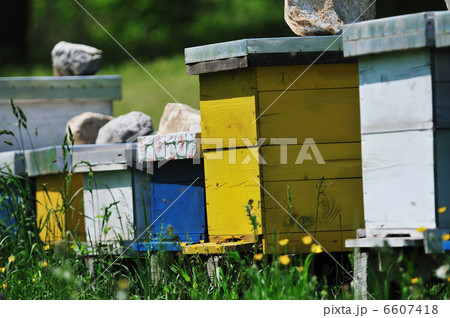 bee home at meadow bee home at meadow 6607418