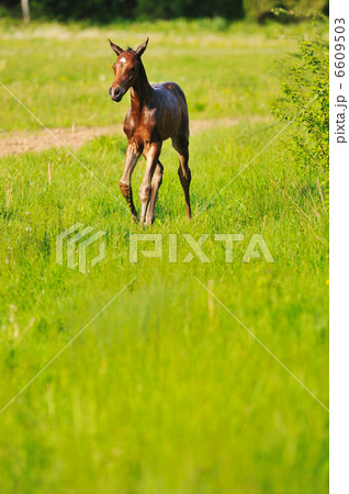 baby horse baby horse 6609503