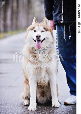 dog animal dog animal 6609748