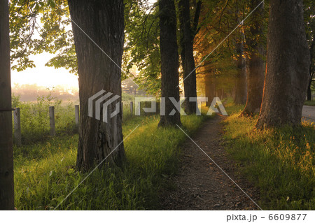 sunrise in beautiful alley 6609877