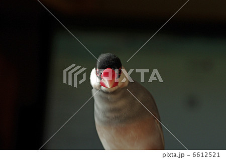 りりしい文鳥 6612521