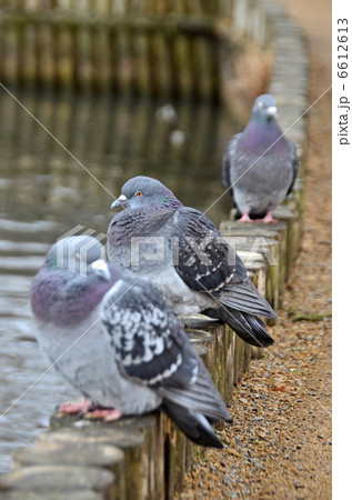 鳩 鳩 6612613